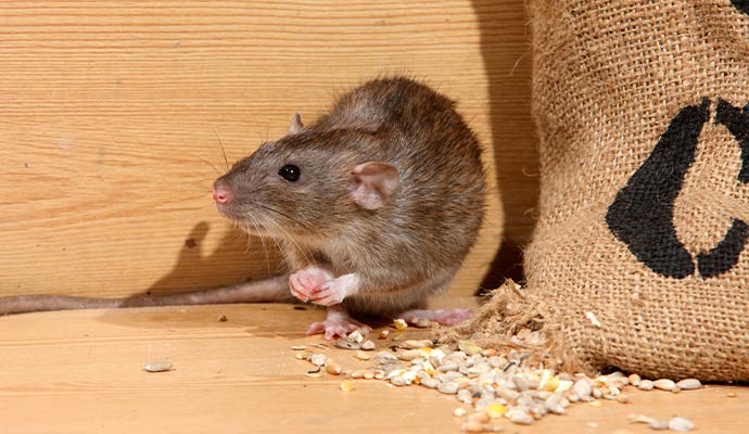 A large brown rat standing on a wooden surface next to a burlap sack
