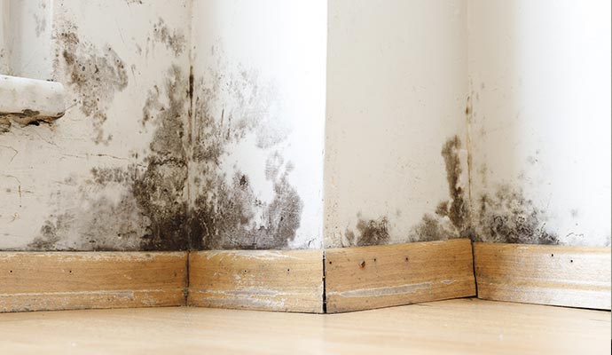 Professional Black Mold Remediation in Charlotte