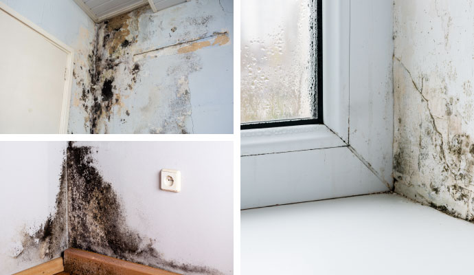 Collage of black mold, structural mold, and mildew