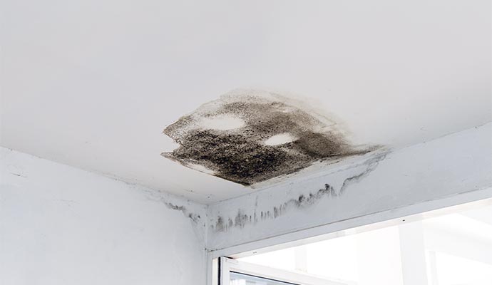 Black mold damaged ceiling