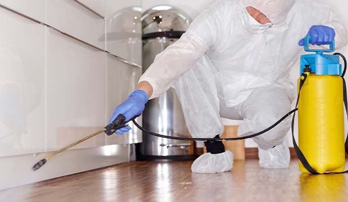 Expert disinfecting the kitchen
