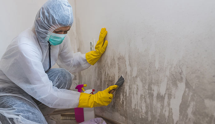Professional mold remediation service