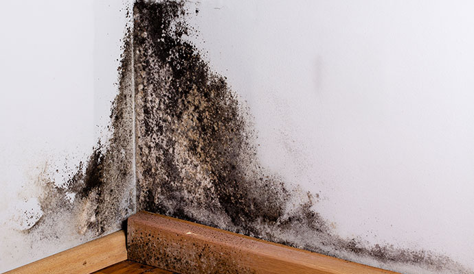 Black mold damaged wall corner