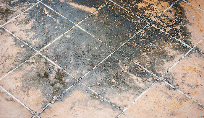 Black mold growth on floor tiles