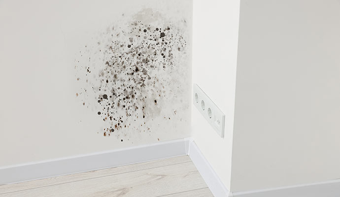 Black mold on white drywall
