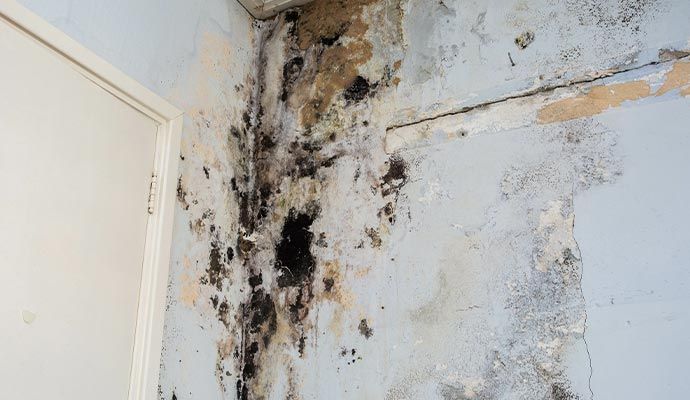 A damaged ceiling corner in a room, showing black mold