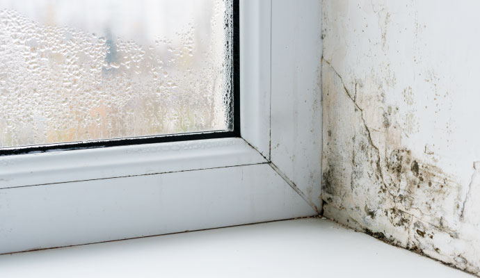 Mildew on the wall