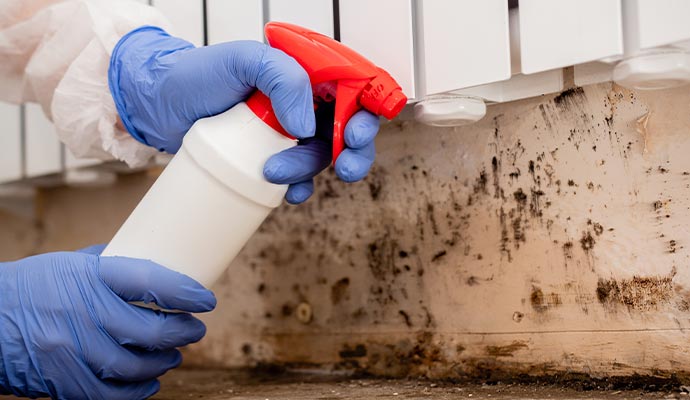 Professional mold decontamination service