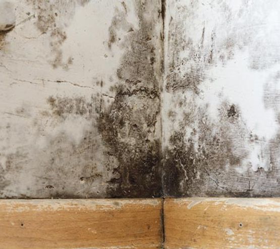 Mold growth on wall
