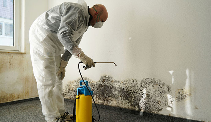 Professional mold decontamination service