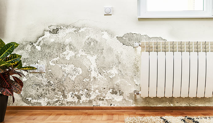 Structural mold damage on interior wall