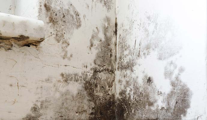 Black mold growth on water-damaged drywall along a wall corner