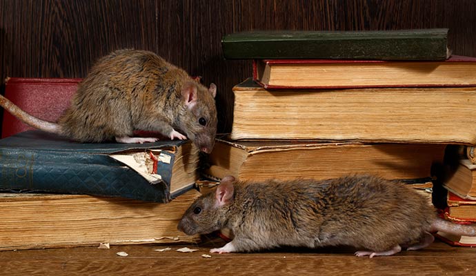 Two rats crawling over and damaging old books on a shelf, highlighting the need for rodent infestation cleanup