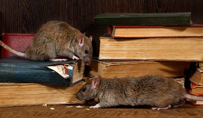 Two large brown rats on a stack of old books
