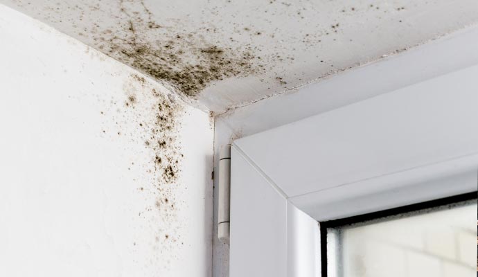 Visible mold on ceiling