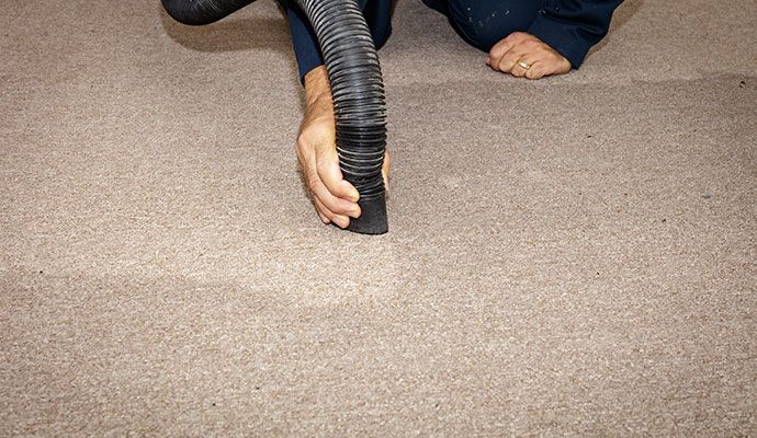 Professional restoring water damaged carpet with equipment