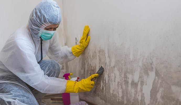 Professional removing mold from wall with equipment